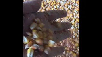 Кукуруза на экспорт из России. Продажа. зерно. пшеница. ячмень. кукуруза. цены. оптом. россия. рф.