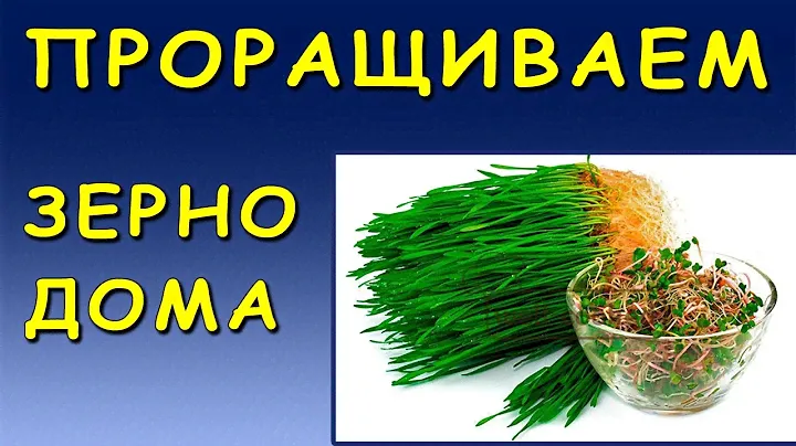 Проращивание Бобовых и Злаков на Шри-Ланке / Полезный и Витаминный Завтрак