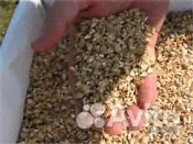 Зерно плющенное-0