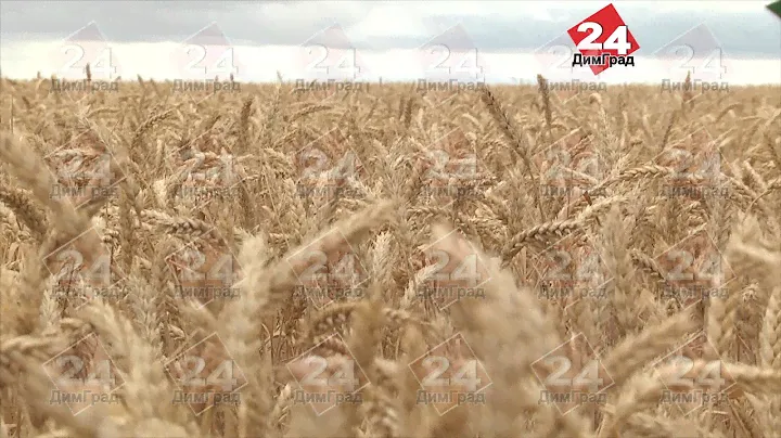 В УЛЬЯНОВСКОЙ ОБЛАСТИ НАЧАЛАСЬ УБОРОЧНАЯ КАМПАНИЯ
