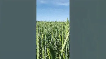 В чем отличие пшеницы от ржи?