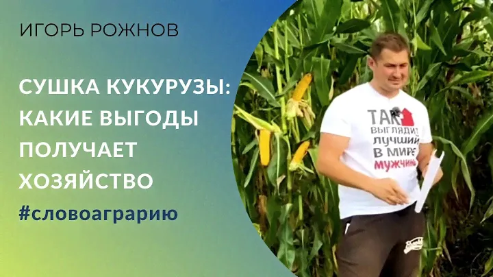 Сушка кукурузы: какие выгоды получает хозяйство при покупке зерносушилки. #словоаграрию