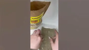 Пшеница для проращивания, выращивания микрозелени, витграсс