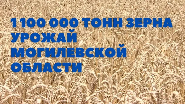 1 100 000 тонн зерна Могилевской области
