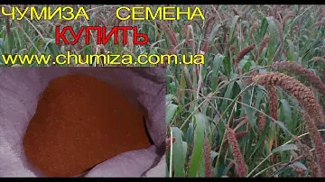Чумиза в Украине. Семена чумизы.
