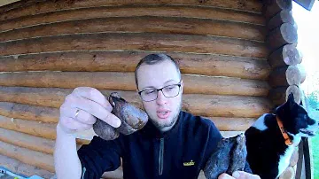 Струя бобров цена