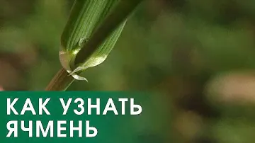 Как отличить ячмень от пшеницы по всходам - ушки и язычок