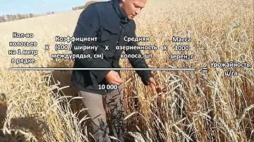 Определение (расчет) биологической урожайности в поле