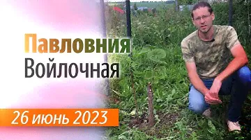 Павловния в богородском районе на 26 июня 2023.