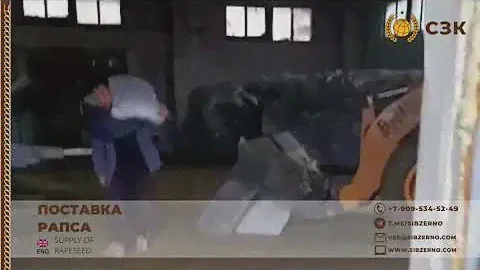 поставляем рапс оптом на экспорт