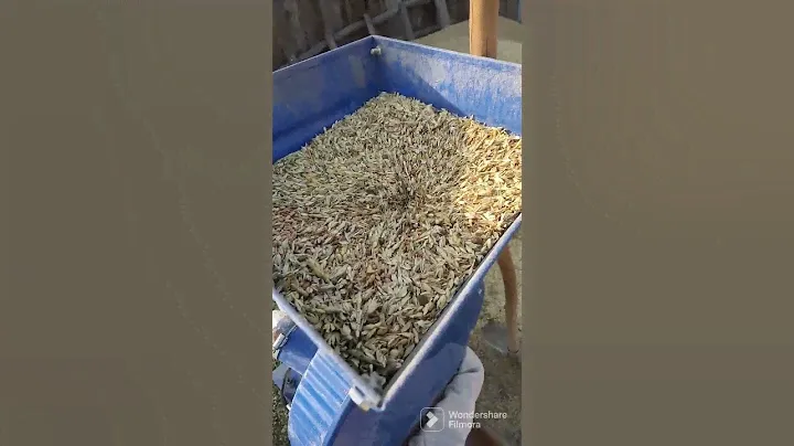 Халявный зерно отход на корм.