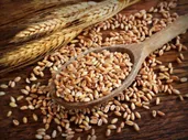 Зерно полбы (Spelt seeds), дойпак 1 кг (Россия)