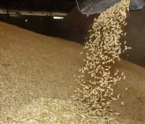 Ячмень зерно оптом-0