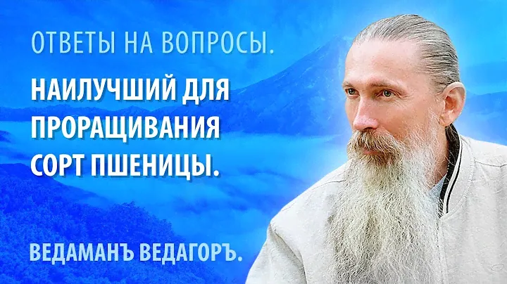 Наилучший для проращивания сорт пшеницы.