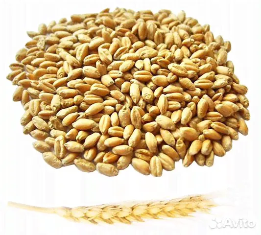 Продам Зерно пшеницу, кукурузу, ячмень, подсолнечн