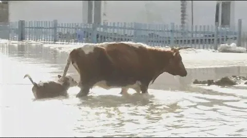 Сено и фуражное зерно везут в районы Костанайской области