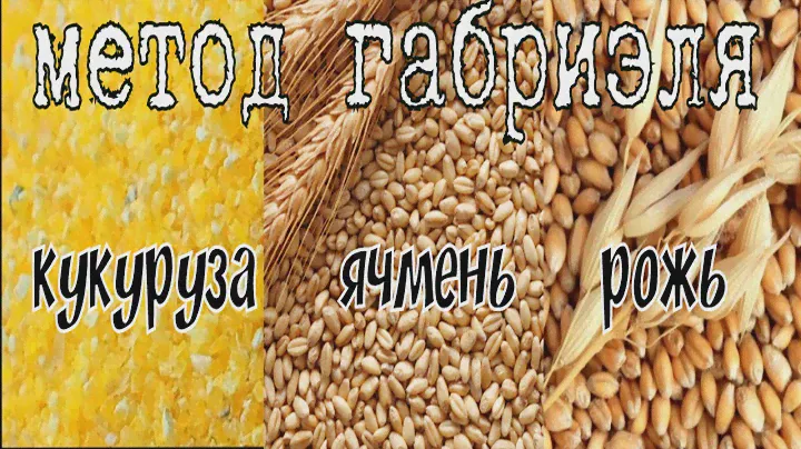 МЕТОД ГАБРИЭЛЯ А СТОИТ ЛИ ОН ТОГО??? ПЕРЕГОНЯЕМ ЗАТОР КУКУРУЗА ЯЧМЕНЬ РОЖЬ