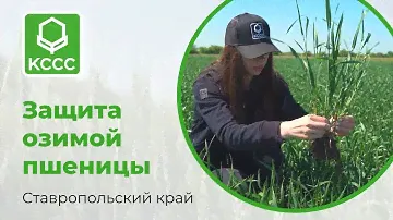 Защита озимой пшеницы в Ставропольском крае