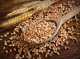 Зерно полбы (Spelt seeds), дойпак 1 кг (Россия)-0