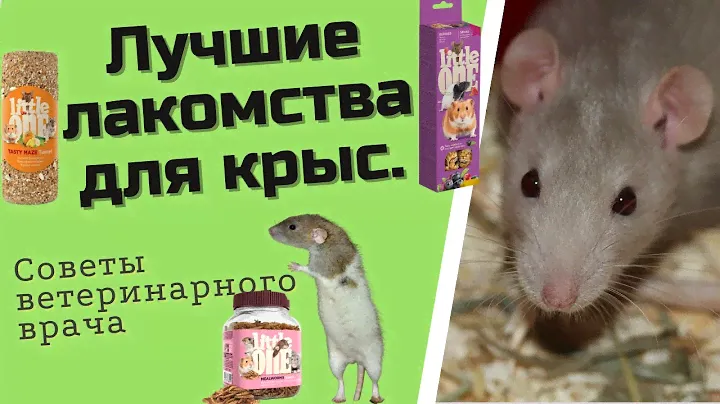 Лакомство для крысы