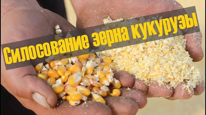 Шаг №2  - силосование зерна кукурузы