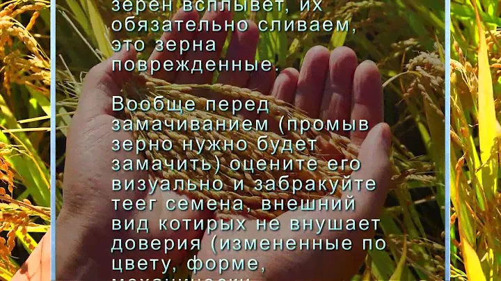 Пророщенные зерна злаков