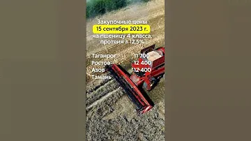 15.09.2023г. Закупочные цены на пшеницу 4 класса (протеин ≥ 12,5%) в портах Азовского и Чёрного моря