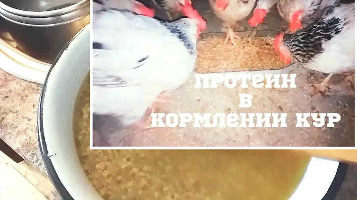 Что нужно курам кроме зерна. Как приготовить сою правильно! Небольшое хозяйство.