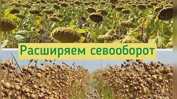Лен и подсолнечник вписываются в севооборот Алексея Бредуна