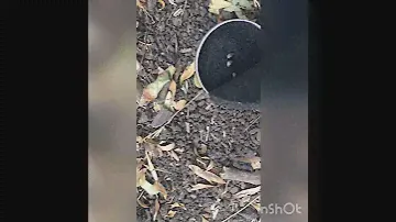 Новые зерна марихуаны посад