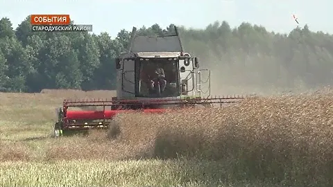 В Брянской области полным ходом идёт уборка рапса