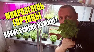 МИКРОЗЕЛЕНЬ ГОРЧИЦА - КАКИЕ СЕМЕНА НУЖНЫ?! РОСТКИ ГОРЧИЦЫ НА МИКРОЗЕЛЕНЬ - КАК СЕЯТЬ ГОРЧИЦУ