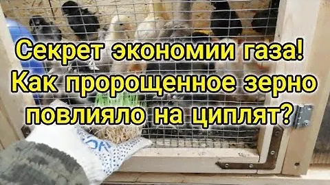 Как мы экономим газ не платим лишнего в Краснодарском крае. Как влияет пророщенное зерно на циплят.