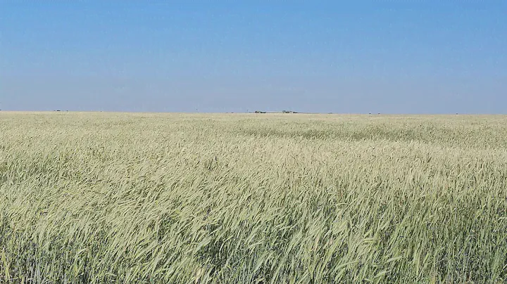 Ячмень сорт Прерия озимая пшеница сорт Губернатор Дона озимая Рожь сорт Саратовская 8