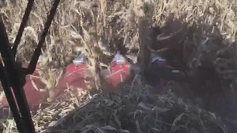 Уборка кукурузы на зерно жаткой