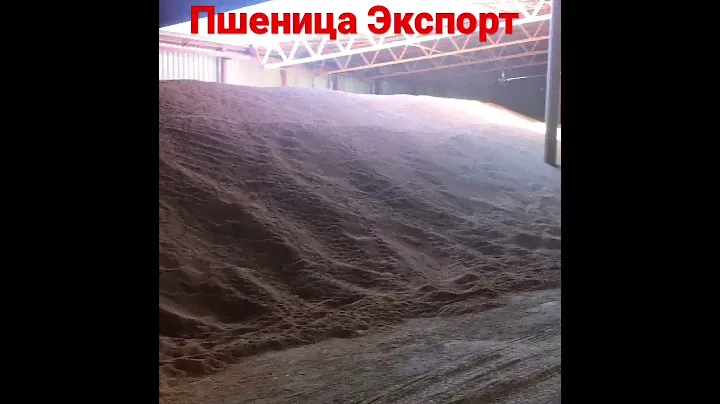 Экспорт Пшеница с протеином 12,5%. Урожай 2021.Новороссийск