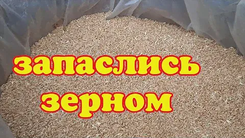 Запаслись зерном . Купили пол тонны пшеницы.