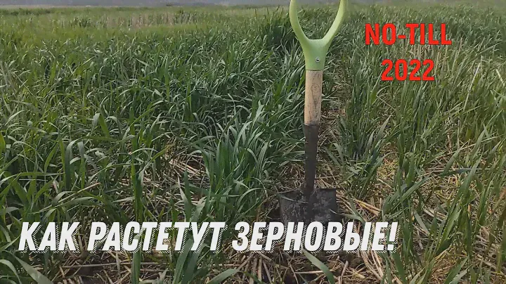 Как растет Пшеница и Ячмень с момента посева!