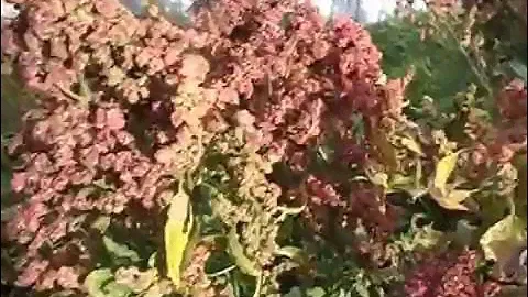 Киноа в Подмосковье - Зерновая Лебеда в Усадьбе Гусево