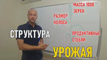 Структура урожая: кущение, стеблестой, озерненность колоса, масса 1000 зерен