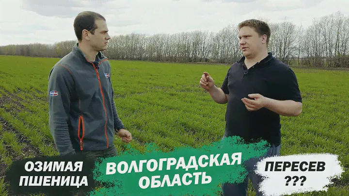 Озимая пшеница в Волгоградской области!