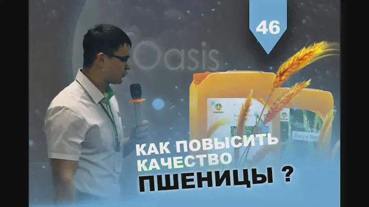 Как повысить качество пшеницы?