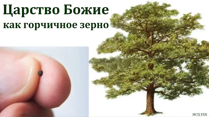 "Царство Божие, как горчичное зерно". Д. Иванников. МСЦ ЕХБ