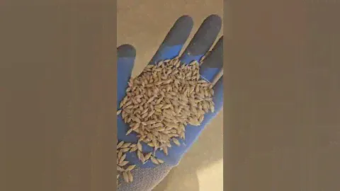 Ячмень нового урожая #agriculture