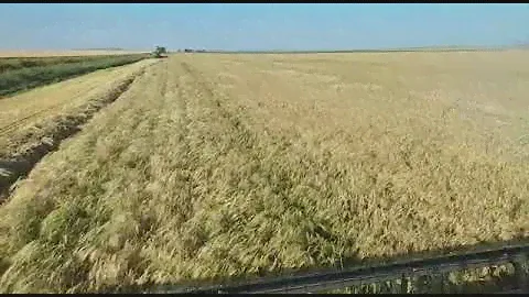 Ячмень Вакула порадовал урожайностью