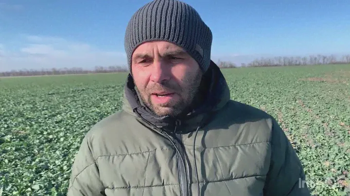Сера на озимый рапс .