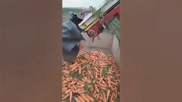 уборка моркови..Волгоград п.Ерзовка..2021г.