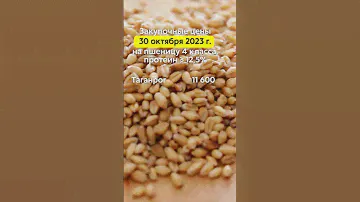 Закупочные цены 30.10.2023г. на пшеницу 4 класса (протеин ≥ 12,5%) в портах Азовского и Чёрного моря