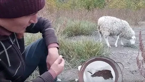 Сбор семян дикоросов. Ручной комбайн для сбора и обмолота семян.