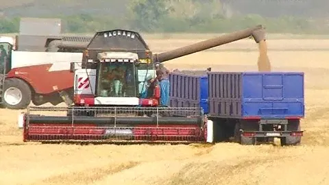 Более миллиона тонн зерна уже намолотили аграрии 63 региона